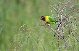 Yellow-collared Lovebirdborder=